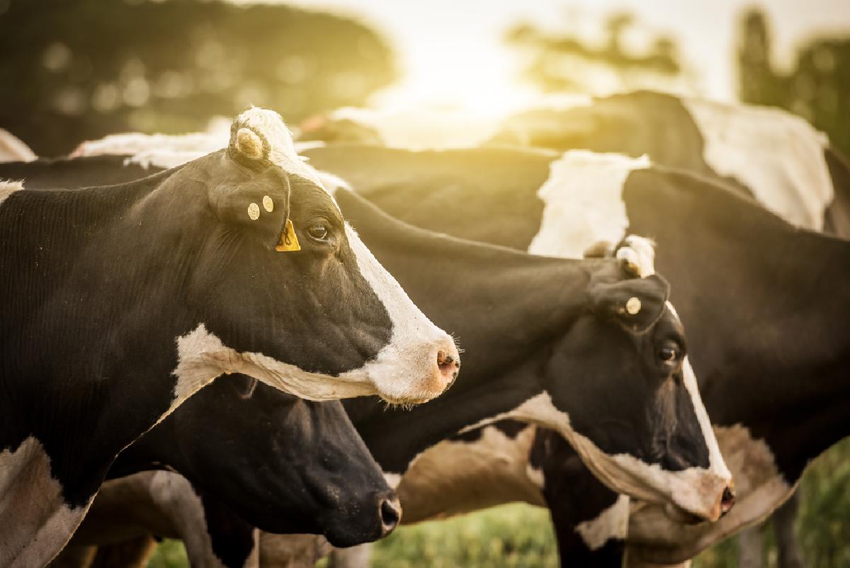 Πρωτεΐνη ορού γάλακτος και γάλα αγελάδας
