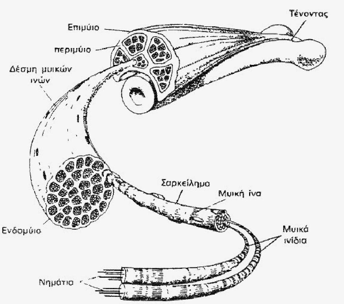 Μυικό σύστημα - Δομή του σκελετικού μυ