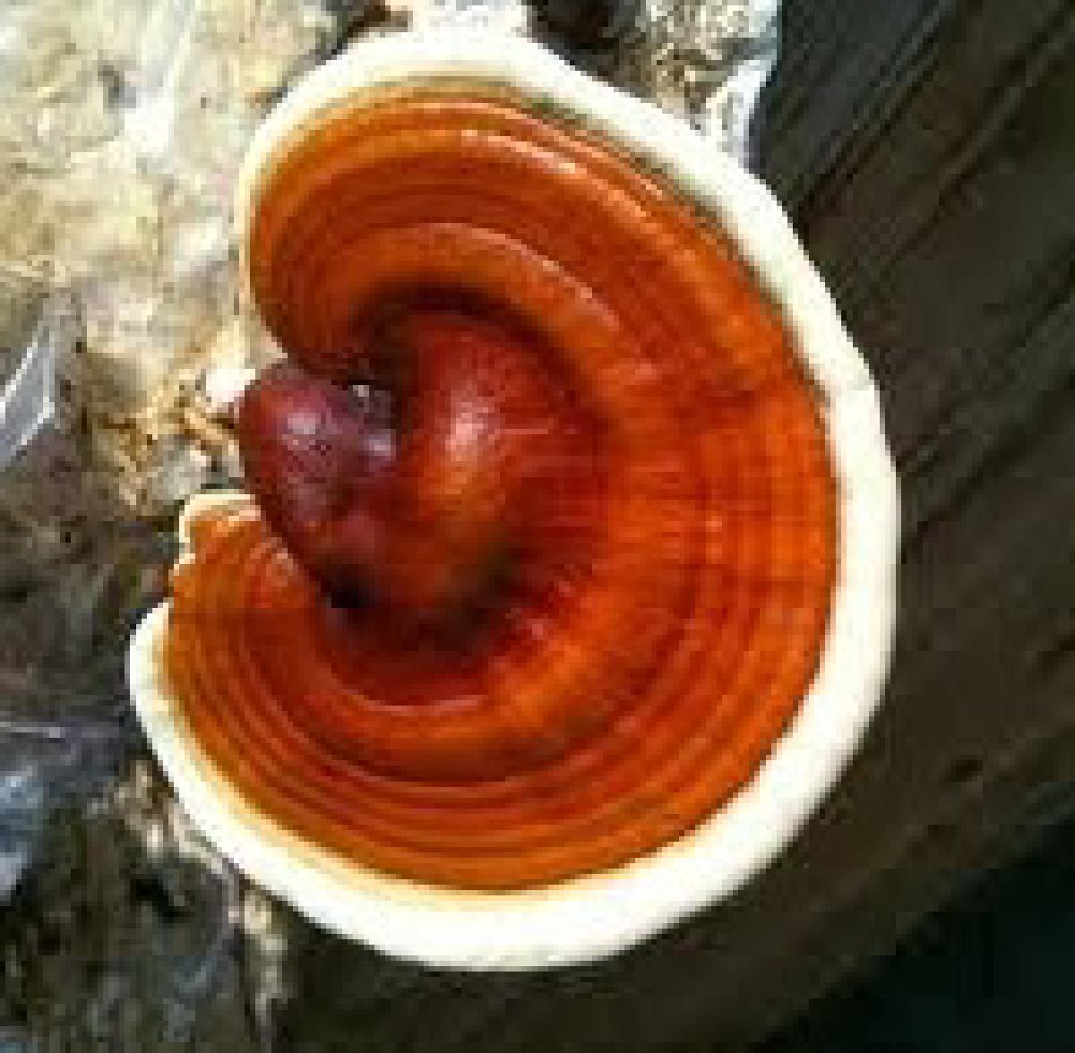 Τι είναι το γανόδερμα (ganoderma lucidum) και ποια τα οφέλη του