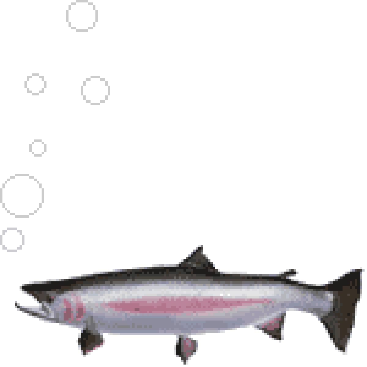 Θρεπτική αξία ψαριού - Αναγνώριση φρέσκου ψαριού