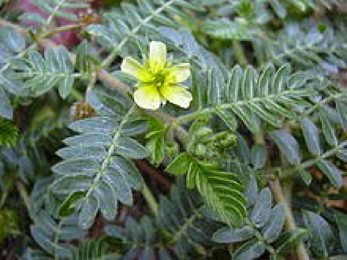 Tribulus