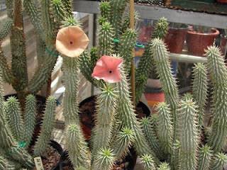 Hoodia+Gordonii-Natural-Appetite-Suppressant.jpg